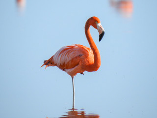 Pink Flamingo Mexico