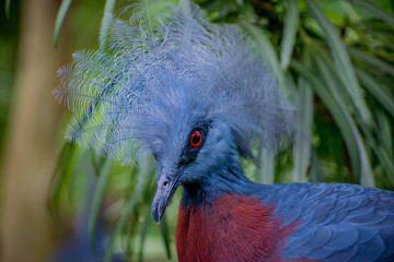 Crowned pigeon