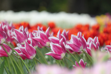 Tulips of various types with vibrant colors beautifying the park in the spring.