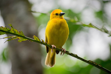 bird on a branch