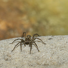 Spinne