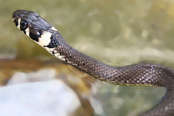 Ringelnatter