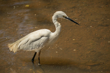 Snowy egret