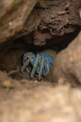 crab on beach