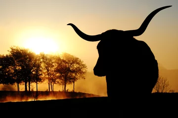 Keuken achterwand Beige Texas Longhorn koe silhouet met schilderachtige zonsopgang op landschap op de achtergrond.  © ccestep8