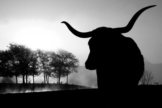 Texas Longhorn Cow Silhouette In Black And White, Morning Landscape In Background.