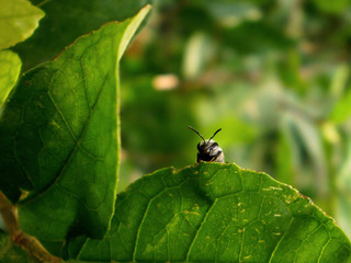 bee on leaf