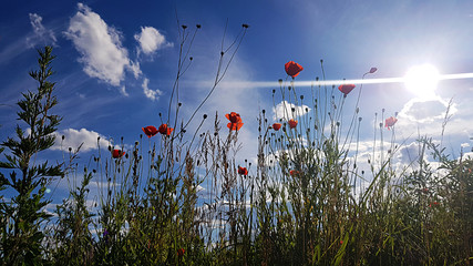 beautiful spring red poppy in bloom with blue sky, sunlight and clouds, seasonal concept