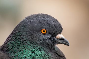 portrait of a pigeon