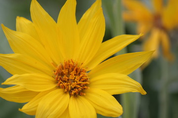 Yellow Daisy