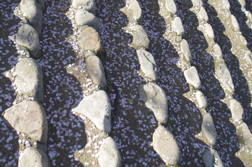 桜　春　石　階段