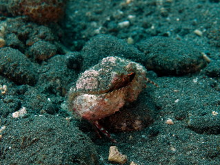 Grand crabe circulaire