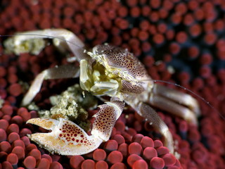 Crabe porcelaine