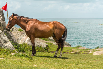 Beautiful brown horse near some rocks with the sea at the back, in Armacao Beach, Florianopolis, Brazil.