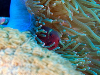 Poisson clown © mcangeldive