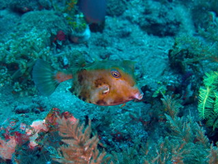 Poisson coffre vache