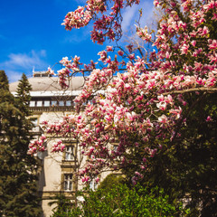 Beautiful pink flower magnolia tree in the Margaret Island - Budapest, Hungary.