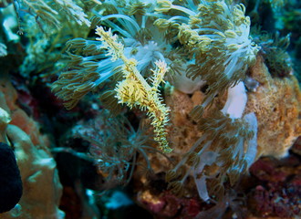 Poisson Fantome