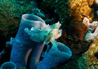 Poisson feuille