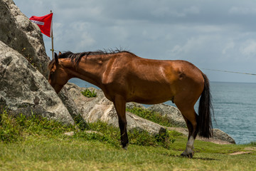 Beautiful brown horse near some rocks with the sea at the back, in Armacao Beach, Florianopolis,...