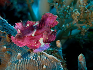 Poisson feuille