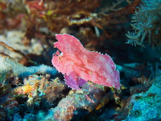 Poisson feuille