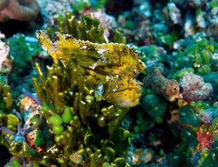 Poisson feuille © mcangeldive