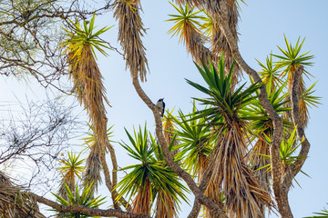 Palm Trees and Clear Blue Sky, Catalina Island Conservancy, California