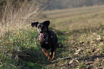 hund pinscher natur