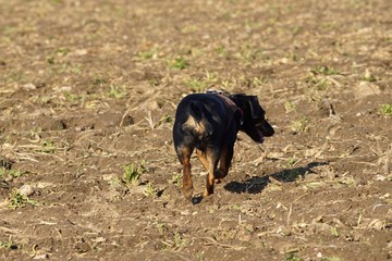 hund pinscher feld