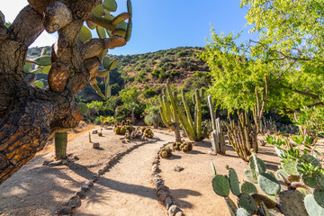 Cacti and Tropical Trees, Wrigley Botanical Gardens & Memorial on Catalina Island, California. 