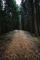 Weg mit Tannenzapfen und Schnee