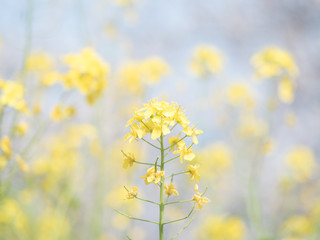 背景をやわらかくぼかした菜の花