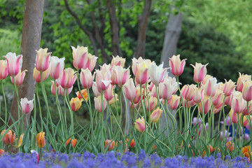 Tulips of various types with vibrant colors beautifying the park in the spring.