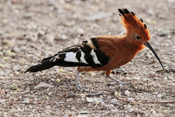 African Hoopoe © Doug