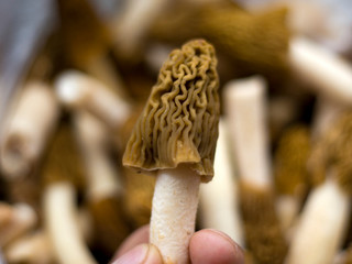 Morel conical "Morchella conica", a bunch of delicious edible mushrooms, delicious European wild mushrooms on a plate