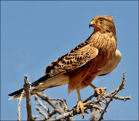 Greater Kestral