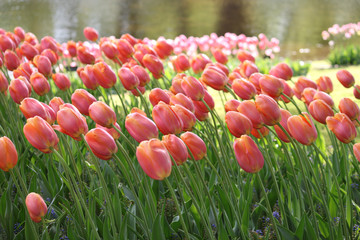 Tulips of various types with vibrant colors beautifying the park in the spring.