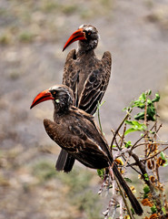 Pair of Red billed Horbills