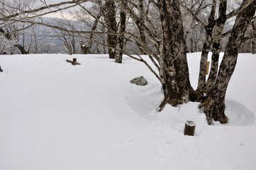 大雪の森 檜洞丸山頂
