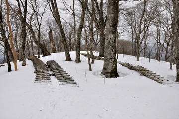 Naklejka premium 古木脇を通る雪の木道
