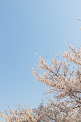 快晴の桜