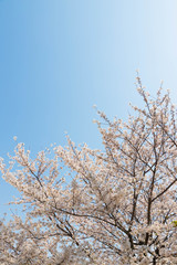快晴の桜