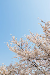 快晴の桜