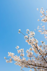 快晴の桜