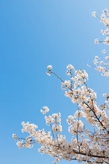 快晴の桜