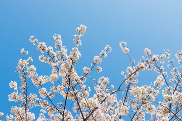 快晴の桜