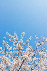 快晴の桜