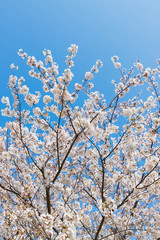 快晴の桜