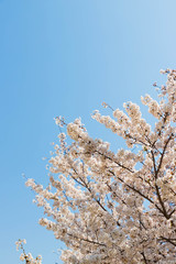快晴の桜